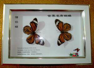 Precious butterfly specimens (collection of ornamental treasures)