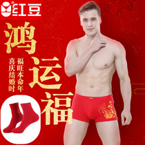 Red bean red men's solid color cotton red this year of marriage wedding year of the tiger cow boxer briefs socks package
