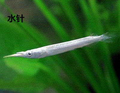 小叮噹 水針銀色小劍魚小型魚熱帶魚稀奇小魚 小叮噹 水針銀色小劍魚小型魚熱帶魚稀奇小魚
