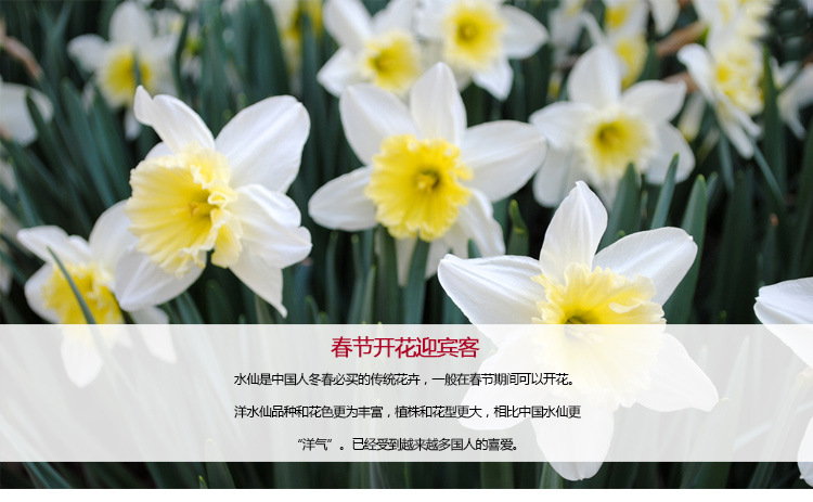 水仙花种球盆栽球根花卉水培植物荷兰进口重瓣西洋水仙种球大球 新品抢先购 水仙 球根 西洋 水培 花种途虎网 水仙花种球盆栽球根花卉水培植物荷兰进口重瓣西洋水仙种球大球 新品抢先购 水仙 球根 西洋 水培 花种途虎网