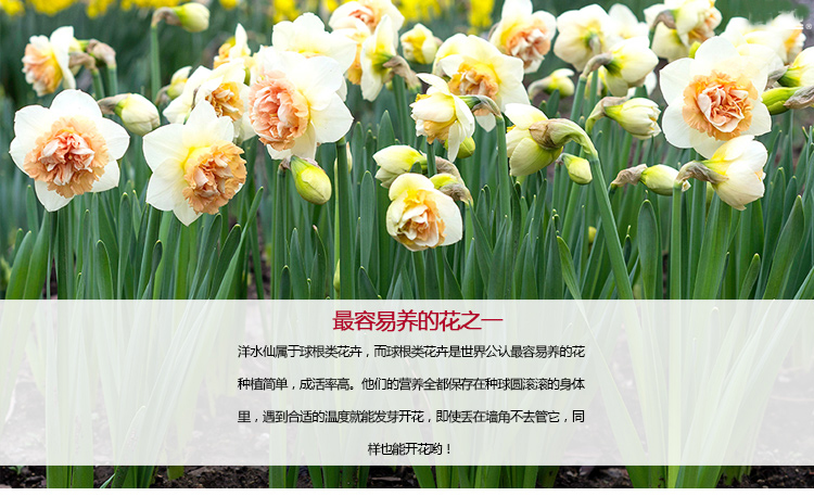 水仙花种球盆栽球根花卉水培植物荷兰进口重瓣西洋水仙种球大球 新品抢先购 水仙 球根 西洋 水培 花种途虎网 水仙花种球盆栽球根花卉水培植物荷兰进口重瓣西洋水仙种球大球 新品抢先购 水仙 球根 西洋 水培 花种途虎网