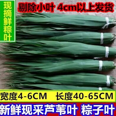 端午必备!新鲜芦苇叶大粽叶现采鲜芦叶200片,粽子皮界的天花板来了!-粽叶-淘宝好物网