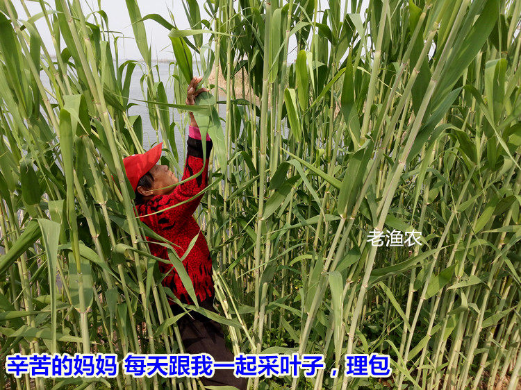 大芦苇叶,叶片,粽子(第14页)_大山谷图库