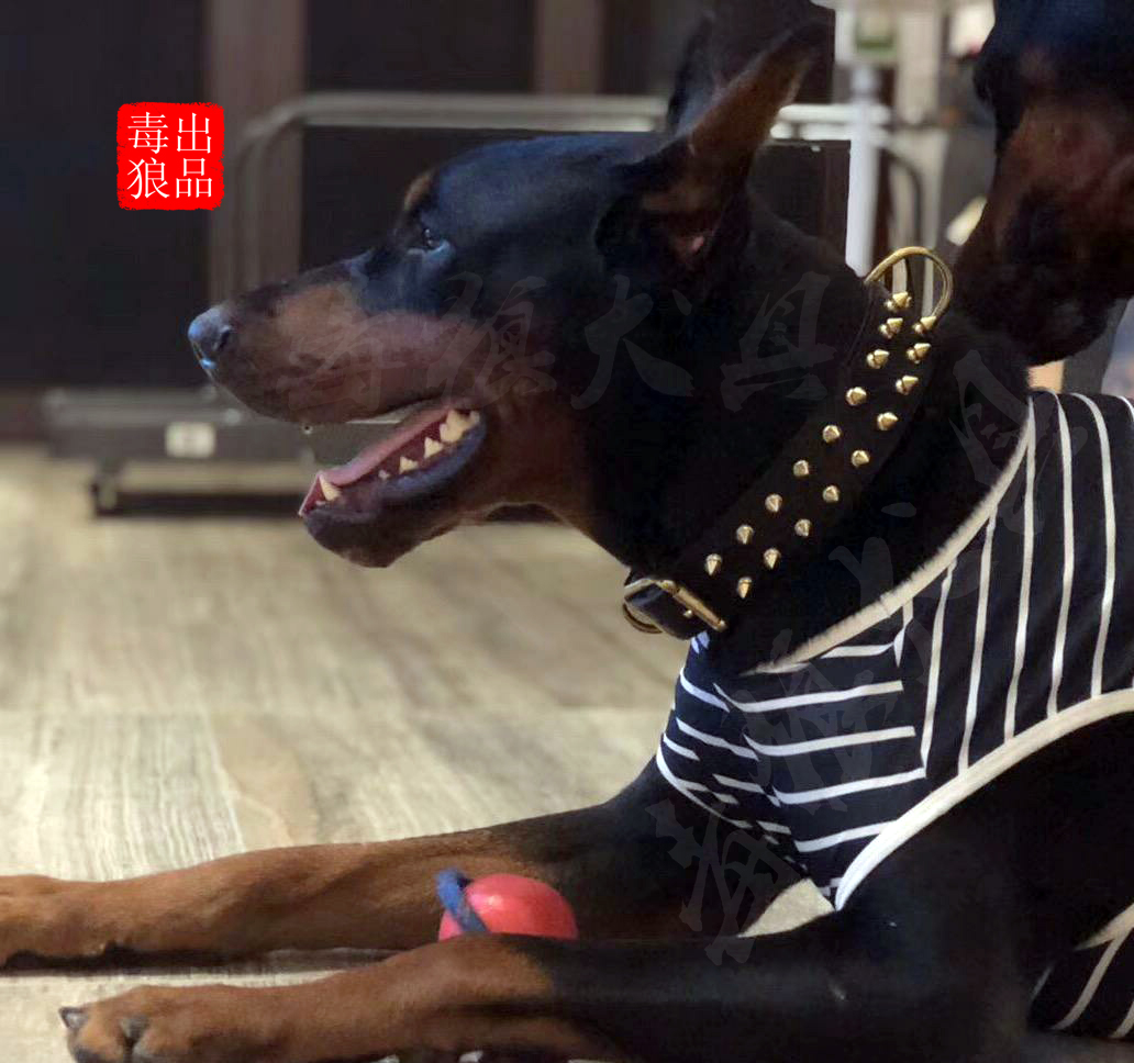 Dubines Casroe Collar Evil Bully Dog Dog Neck Sets of dogs Labrador Dog Item Circle Medium Dog Decoration