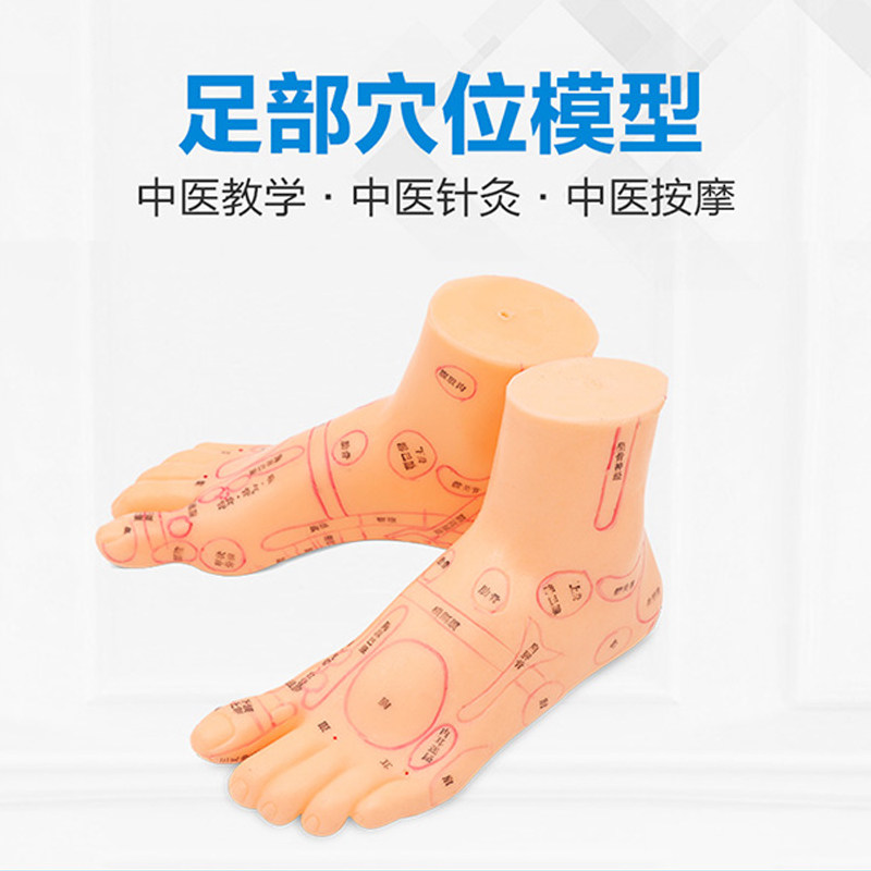 Clear Huahua Card Large 18cm Acupuncture Foot Mold Acupoint Foot Mold Meridian Acupoint Mold Foot Model