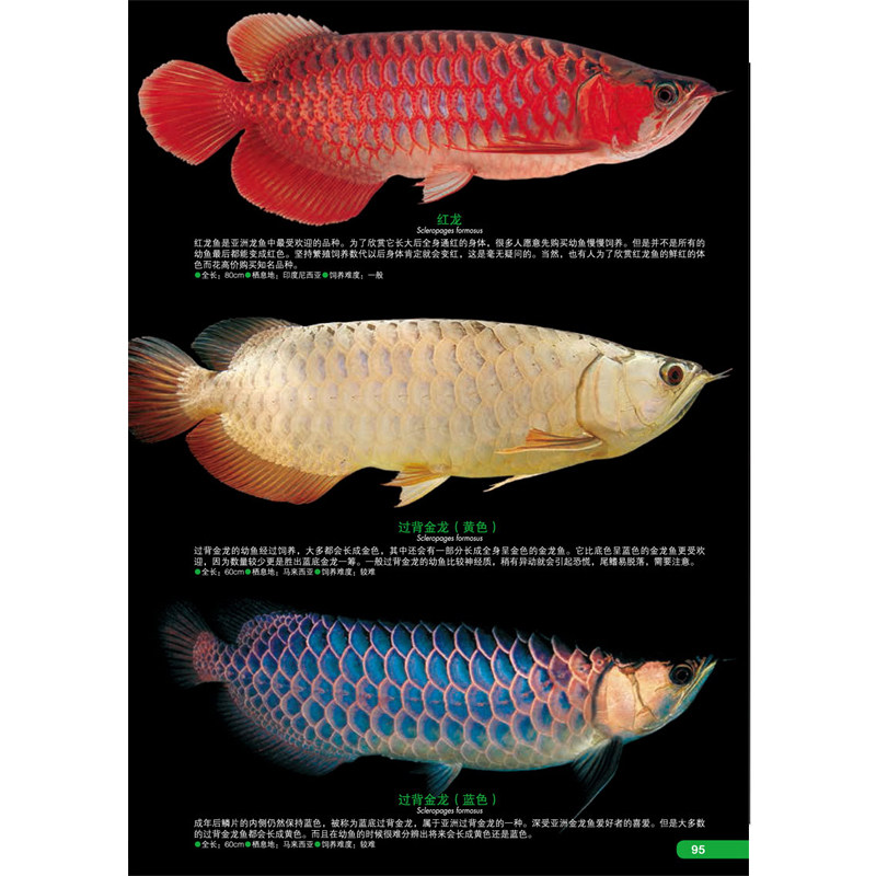正版包邮世界热带鱼图鉴700种热带鱼饲养与鉴赏图典观赏鱼养殖入门书籍养鱼大全技术海水鱼海底生物彩色图鉴神秘动物鱼类科普