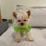 Маленькая сладкая каша кружева, маленький летающий жилет рукав Malzis Yingxia Dog Cath Кошачья одежда с текстурой