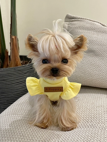 Маленькая сладкая каша Малца Ингсия собака и кошачья домашняя одежда