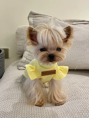 Маленькая сладкая каша Малца Ингсия собака и кошачья домашняя одежда