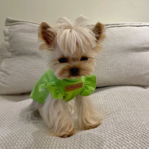 Маленькая сладкая каша кружева, маленький летающий жилет рукав Malzis Yingxia Dog Cath Кошачья одежда с текстурой