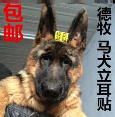 Standing ear stickers dog standing ear artifact German Shepherd standing ear stick Dubin Alaska standing ear auxiliary corrector large dog