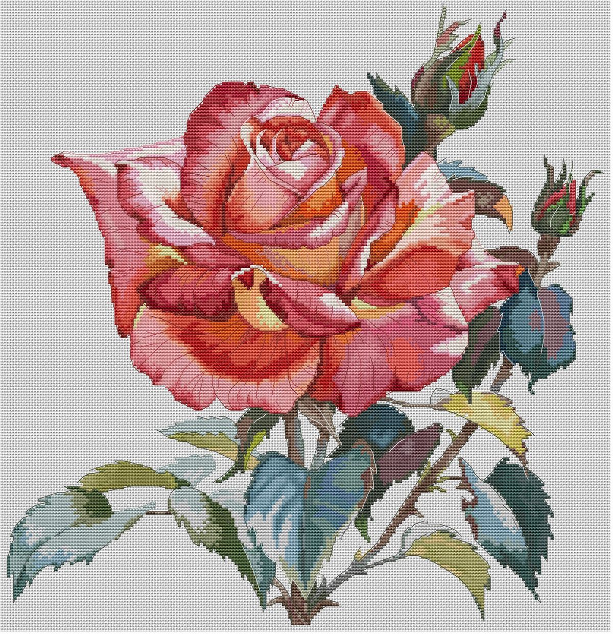 Cầu vồng thêu Quảng trường chính hãng DMC cross stitch từ phù hợp với mảnh nữ hoàng của hoa hồng - Bộ dụng cụ thêu khung thêu tay