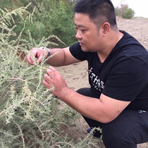 10mm freeze-dried extra large fruit black wolfberry a pound of pure wild 500g Qinghai specialty Qaidam free-washing structure wolfberry