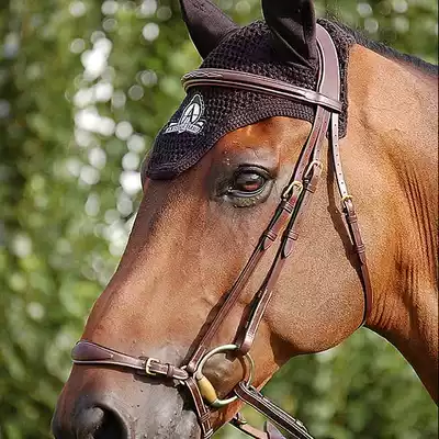 Belgium Dyon Water horse riding Water horse riding Water obstacle race Water horse riding Water rope riding bridle