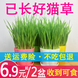 ຫຍ້າແມວໄດ້ປູກດ້ວຍເມັດ catnip, hydroponic cat grass potted cat hair removal ball snacks, jelly tablets, ສິນຄ້າມີພ້ອມສົ່ງ