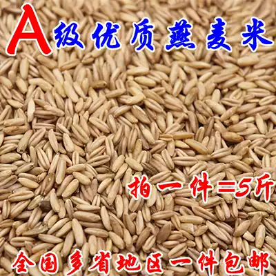 Oatmeal rice Bird food Bird food Bird wheat Wild wheat Oat kernel Budgerigar Peony Xuanfeng five kg pack