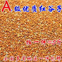 High-quality shelled red millet brightens coat color Full Bird food Bird food Budgerigar pearl National 1 piece