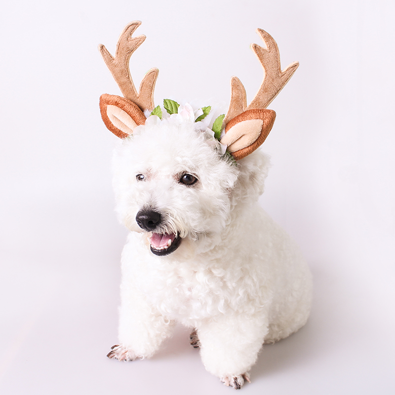 Pet headdress spring and autumn out hair hoop middle dog Teddy than bear cute hair and cat dog angle headdress