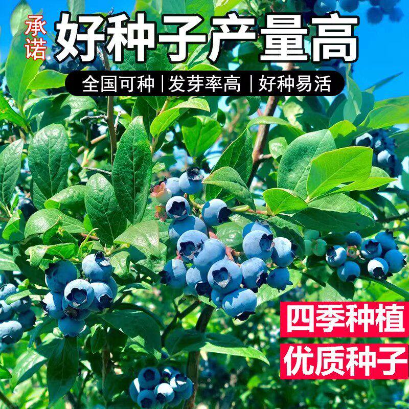 什么品种的蓝莓苗适合北方南方种植？