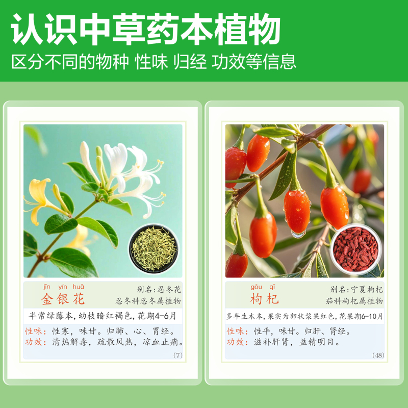 Understanding Chinese Herbal Medicine: Distinguishing Plant Species, Recognizing Their Properties, Efficacy, and Terminology; Knowledge Introduction; Plastic-Sealed, Waterproof Teaching Aids