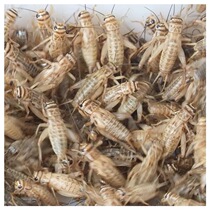 Cricket live feed live animal live worm lizard gecko horned frog tree frog dragon fish bird needle cricket oil gourd