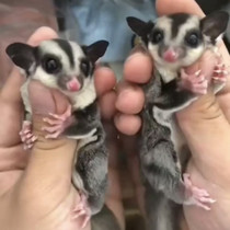 Self-made punk baby baby honey goalkeeper small flying Rat Cub baby honey kangaroo cute pet Net red honey