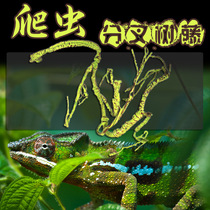 RS reptile box landscaping tree Vine fake branches acrylic mesh chameleon box rainforest foam vines box decoration