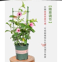 Epiphan shelf bracket fixed clematis green Diola bracket living room crab claw orchid bracket fixing frame flower