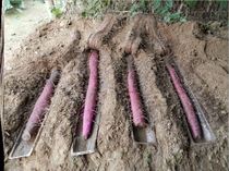 Huaishan planting u-groove yam mold shallow raw groove directional groove guide groove plastic pipe mold cultivation pipe farmer