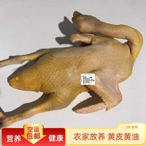 Three-year-old duck freshly killed duck shelduck female duck meat ecological duck old duck free-range teal duck native duck