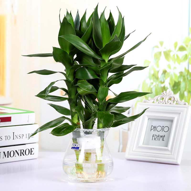 Simple transparent glass hydroponic vase lace mouth Guanyin bamboo plant flower pot small fish tank large decorative desktop