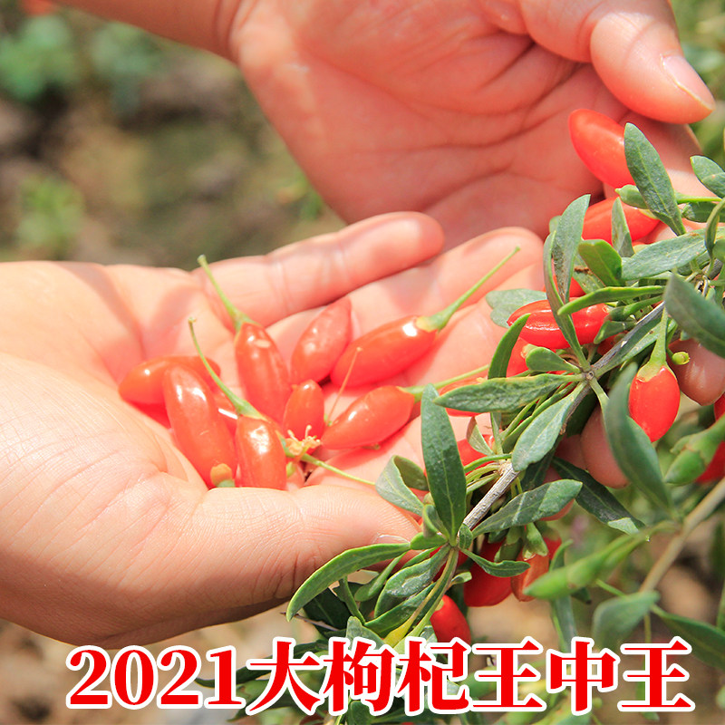 Ningxia Wolfberry Special Grade Stubble stubble bulk free of washing red Gou Qi Large grain structure Qi Qianjiao Groundless Tea Male Kidney Tectonian 500g