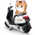 Miếng dán xe máy điện mèo ô tô che vết xước và chống nắng chống thấm nước cản cửa trước sau decal dán xe ô to tải 
