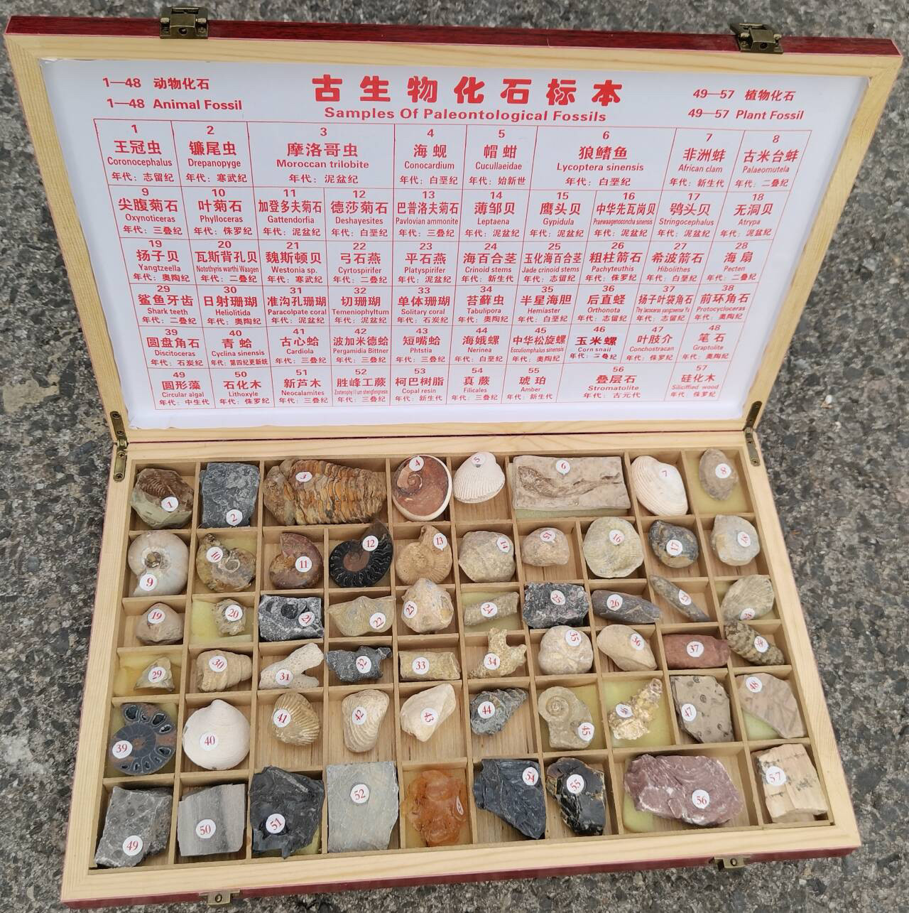 2024年度收藏佳品全新57种化石标本收藏级