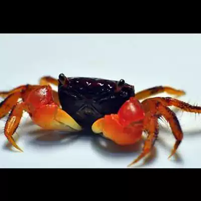 Qingao mantis arm crab general Crab Crab Crab fiddler crab water Family ornamental live pet fresh water ornamental crab