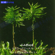 Creative ecological bottle landscape material water grass moss small palm tree Aquarium micro landscape water and land tank landscape material