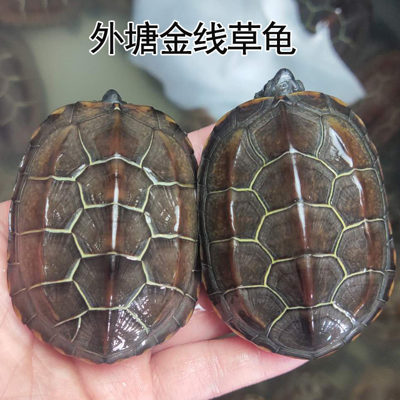 中华外塘草龟：长寿观赏龟的秘密武器？-龟/鳖-淘宝好物网