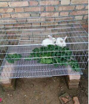 rabbit carrier cage