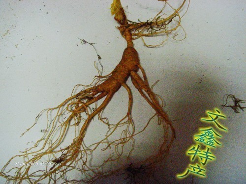 Fresh ginseng Tohoku Special production Changbai Mountain fresh ginseng Mountain ginseng Ginseng Soak in the Hill Wine Saucepan for 10-15 years