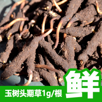 Authentic 2021 fresh Yushu Cordyceps sinensis Cordyceps fresh grass 1G root non-broken grass Tibet Naqu