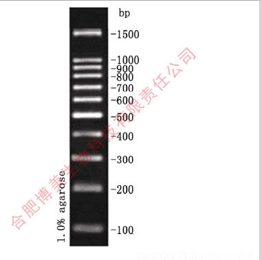 含票 100bp DNA Marker（100-1500bp）核酸分子量标准50T 250&mu;l