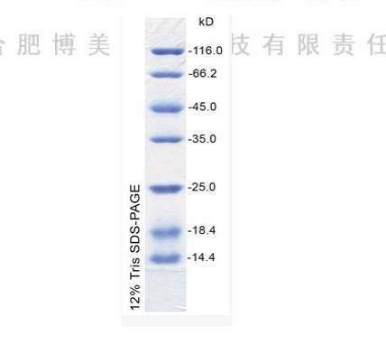 低分子量蛋白Marker IV（14.4KD－116KD）科研实验试剂20T(100ul)