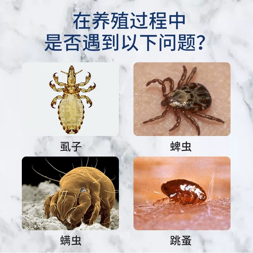 В дополнение к раствору Pantra, собака in vitro Deworming Medicine Bangy убивает грибные грибки для хлетников.