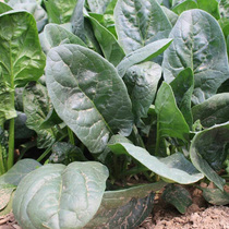 Japanese Large Leaf Spinach Seed Round Leaf Spinach Seed Heat Resistant Cold Cold Green Vegetables Open Air Greenhouse Vegetable Seeds All Season Seeds