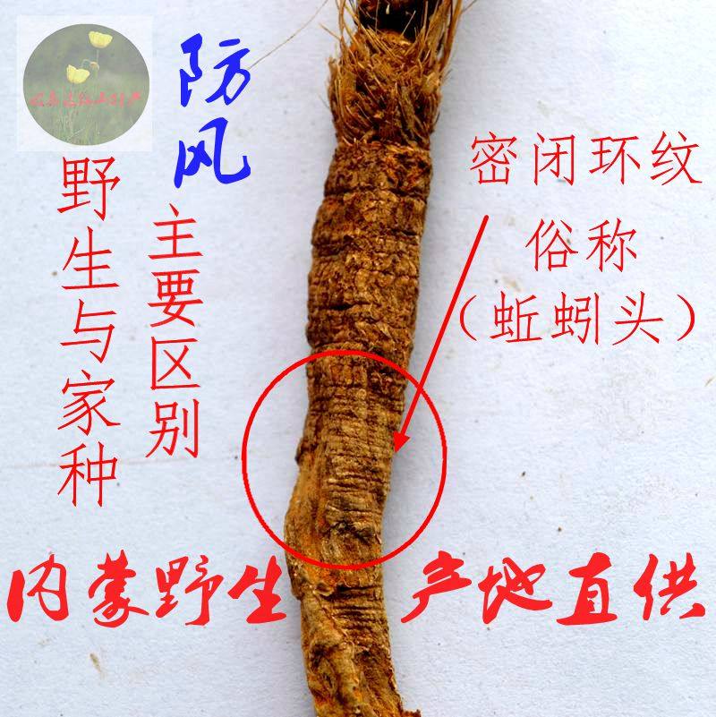 Inner Mongolia wild north windproof Chinese herbal medicine 250 grams of origin direct sales 500 grams