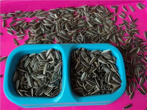 250 grams of selected raw sunflower seeds