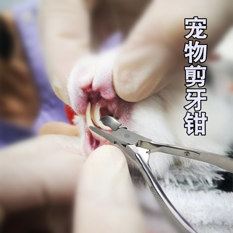 Pet cutting teeth clamp rabbit geranium stainless steel cutting handle cutting clamp to avoid too long teeth