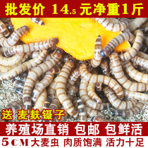 Barley worm live bug 500g fresh bread bug yellow mealworm golden dragon fish feed live Starling thrush bird eating bug