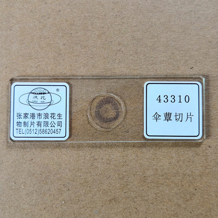 43310伞蕈切片 浪花牌切片生物显微镜装片玻片涂片 教学仪器