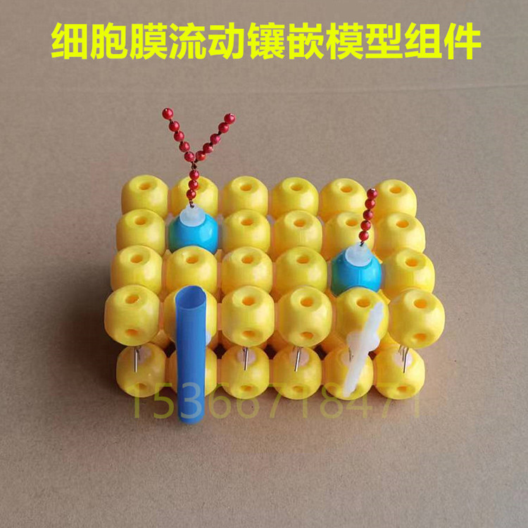 细胞膜流动镶嵌模型组件33304 生物教学仪器